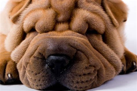 shar pei fever