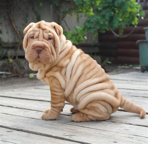 shar pei puppies