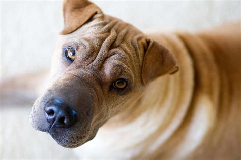 shar-pei dogs