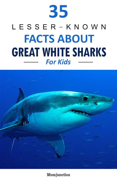 sharks amazing pictures facts children PDF