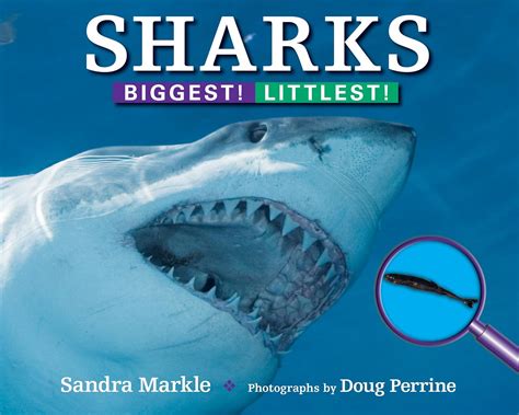 sharks biggest littlest Reader