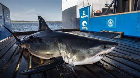 sharks in the mississippi