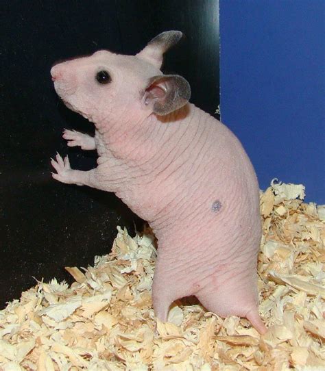 shaved hamster