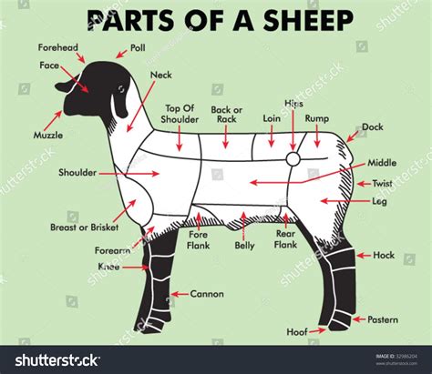 sheep diagram labeled pdf PDF