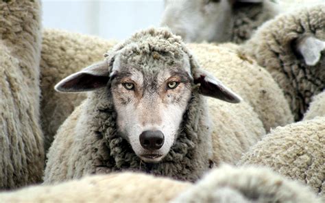 sheep in wolves clothing Reader