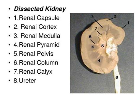 sheep kidney dissection guide PDF
