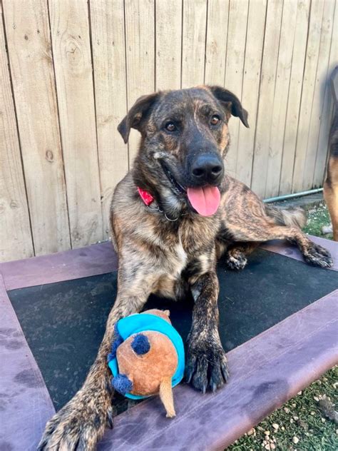 shepherd and great dane mix