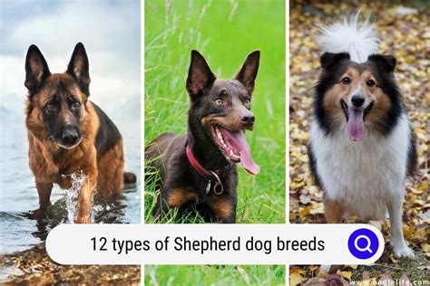 shepherd dog breeds types