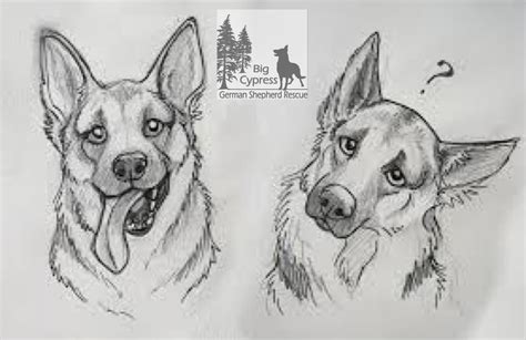 sherpherd mix dog sketch