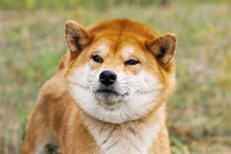 shiba doge price