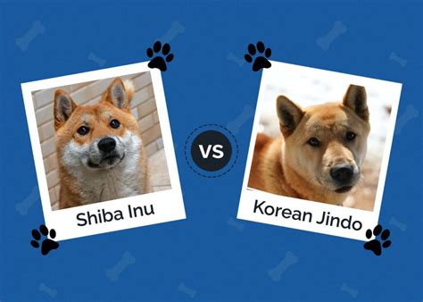 shiba in korean