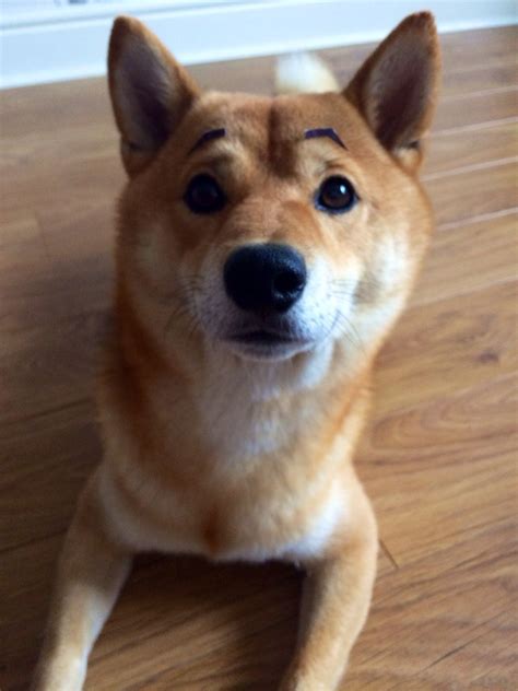 shiba inu eyebrows