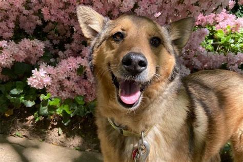 shiba inu german shepherd mix