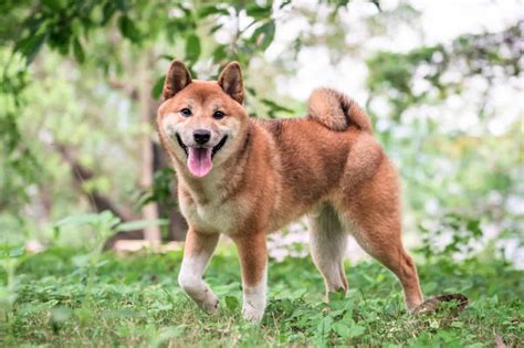 shiba inu puppies for adoption