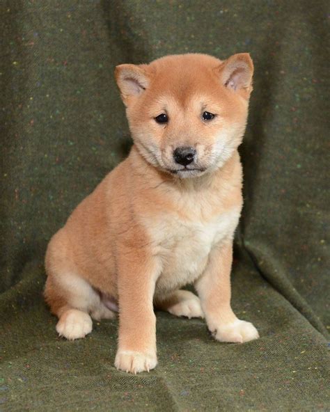 shiba inus for sale