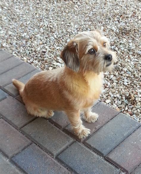 shih tzu and dachshund mix