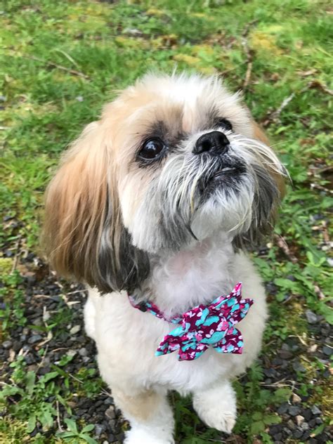 shih tzu dogs for adoption near me