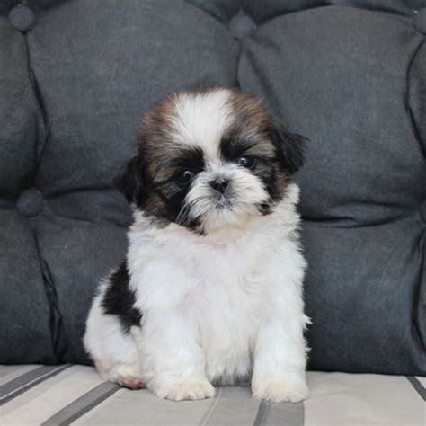 shih tzu femea