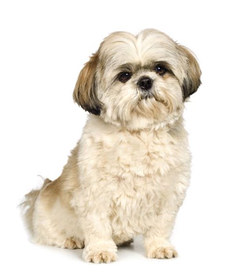 shih tzu inu