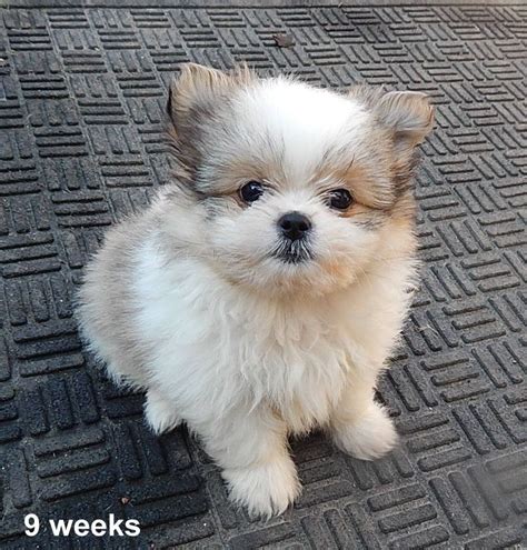 shih tzu mix with pomeranian