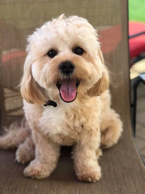 shih tzu mixed with poodle