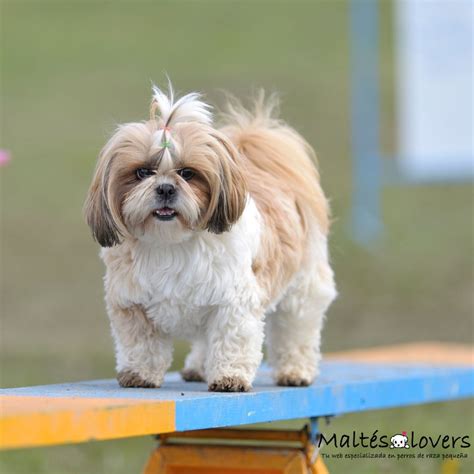 shih tzu precio en dólares