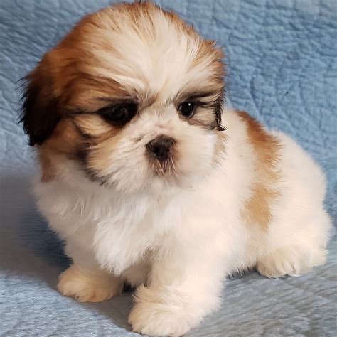 shih zu puppy