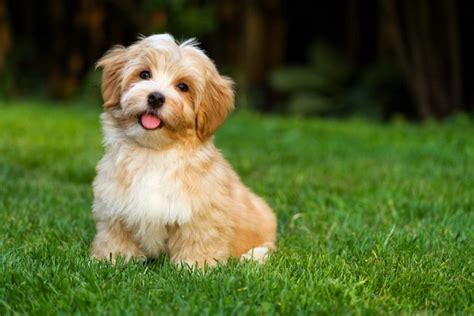 short hair havanese breed