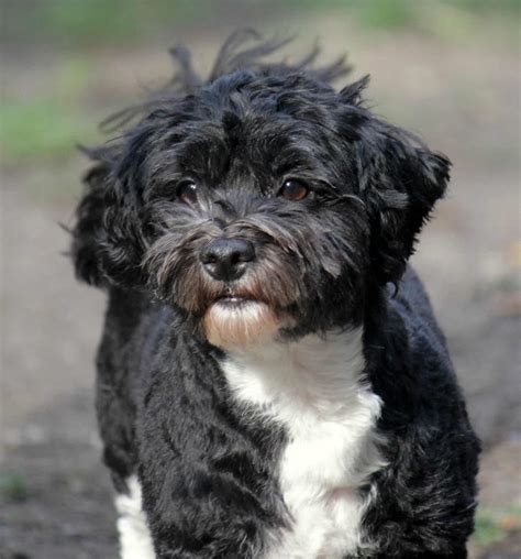 short hair havanese dog