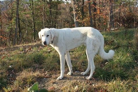 short haired great pyrenees