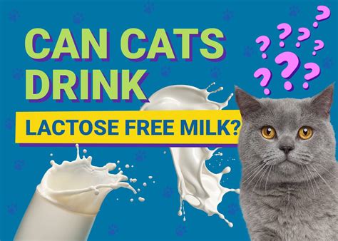 should cats drink lactose free milk