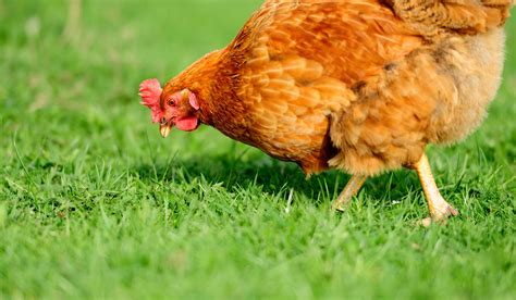 should chickens eat grass