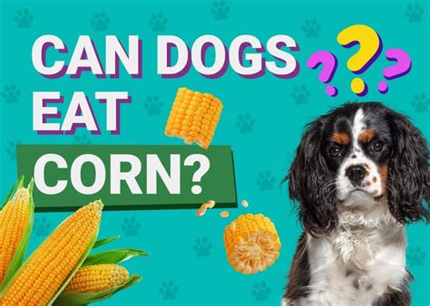 should dogs eat corn