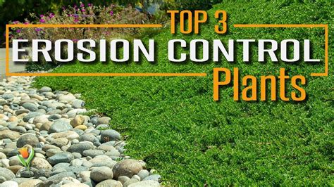 shrub plantings for erosion control in eastern washington shrub plantings for erosion control in eastern washington PDF