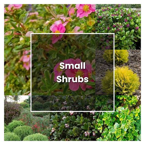 shrubs large and small shrubs large and small Doc