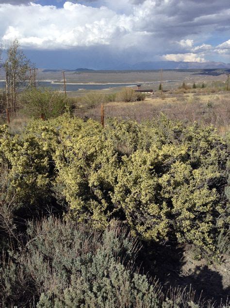 shrubs of the great basin shrubs of the great basin Epub