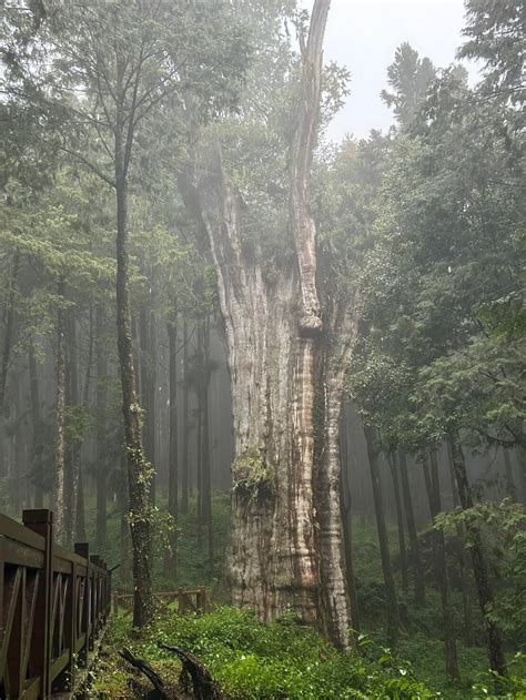 shuishan giant tree