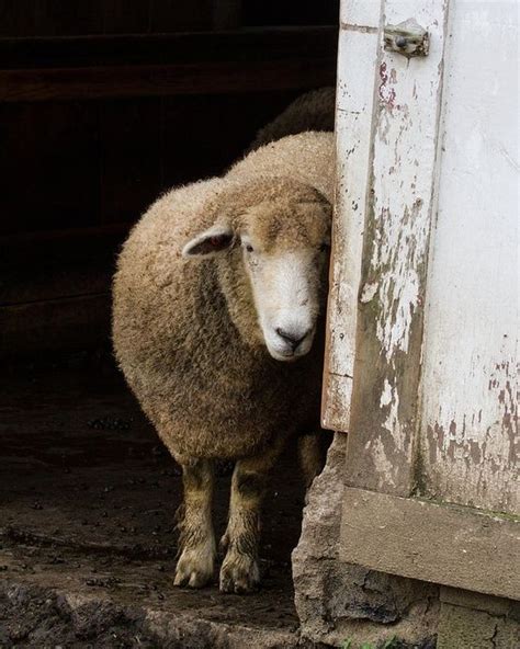 shy_sheep