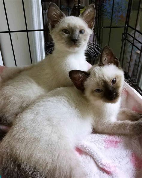 siamese cat adoption near me