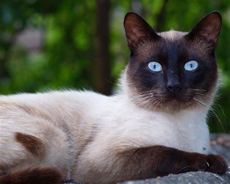 siamese cat breeds pictures