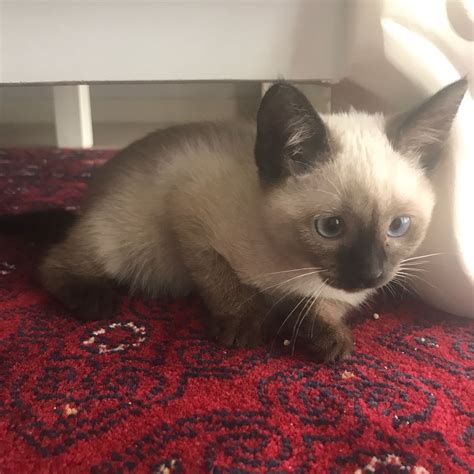 siamese cat for adoption near me