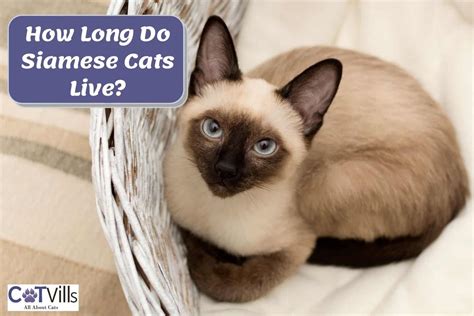 siamese cat lifespan