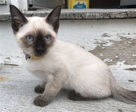 siamese cat near me