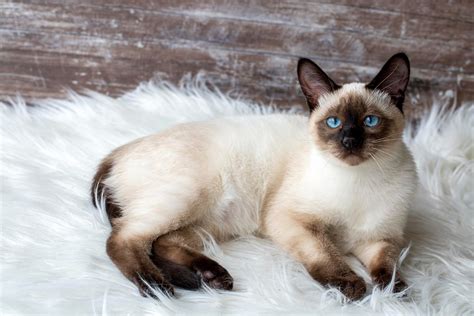 siamese cat price