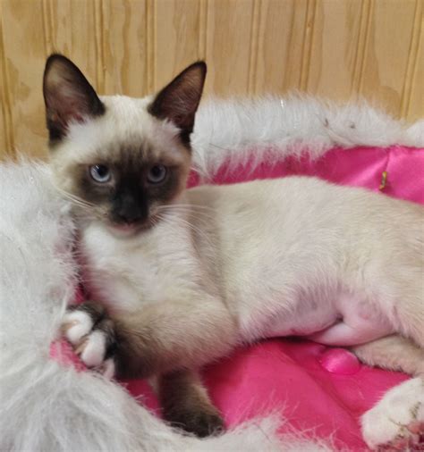 siamese for adoption near me