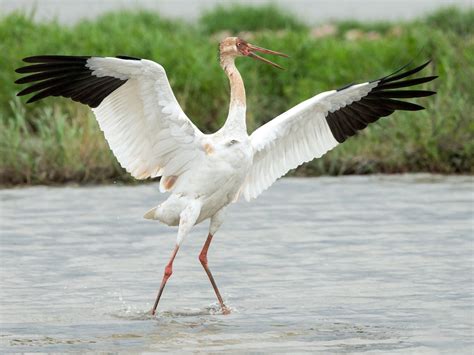 siberian crane