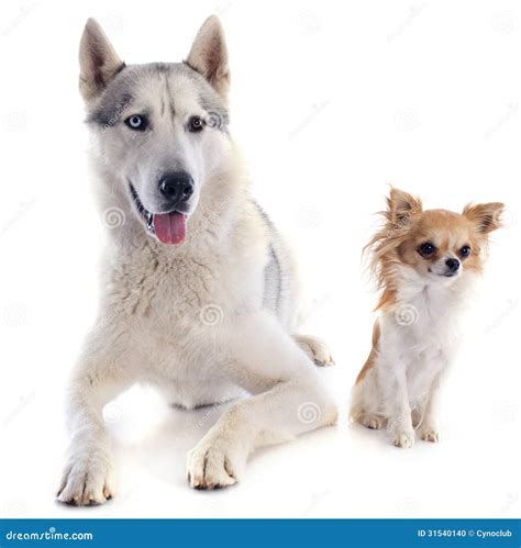 siberian husky and chihuahua