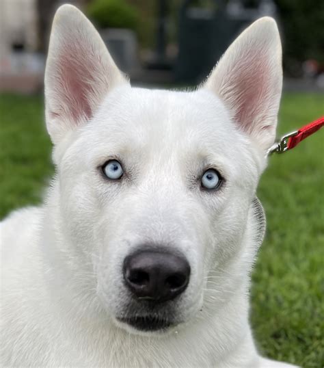 siberian husky mix with labrador