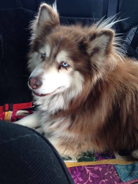 siberian malamute cross