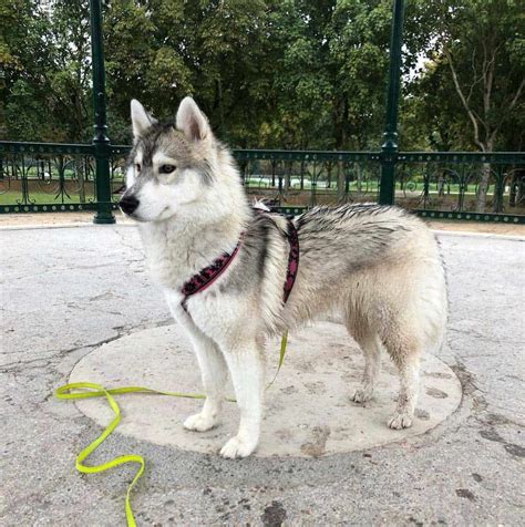 siberian mini husky